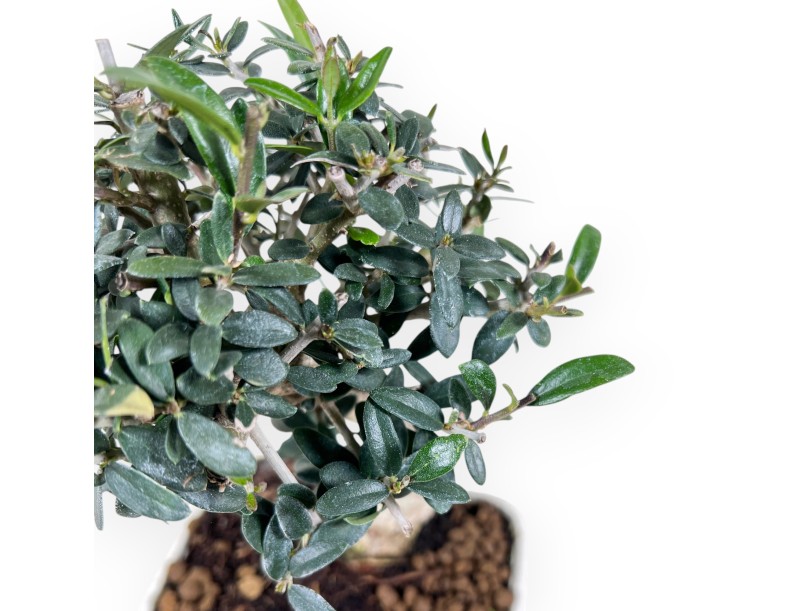 Bonsai di Olea da 23 cm | Vaso rettangolare crema