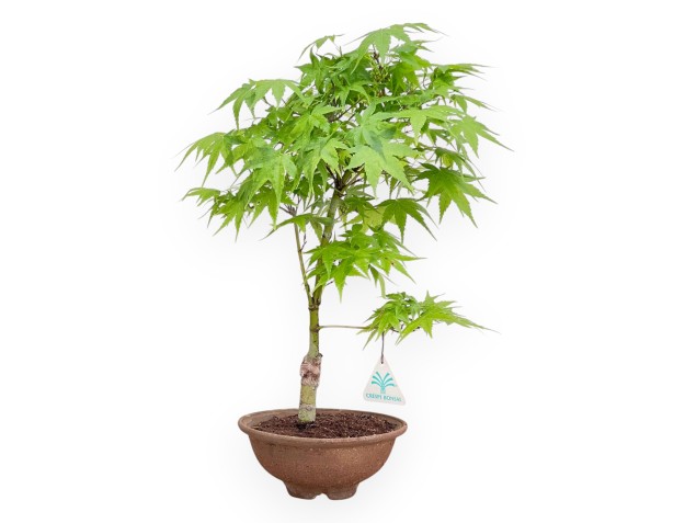 P. Aoyagi arce bonsai 40 cm | Maceta redonda de gres