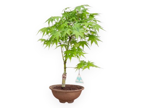 P. Aoyagi maple bonsai 40 cm | Round stoneware pot