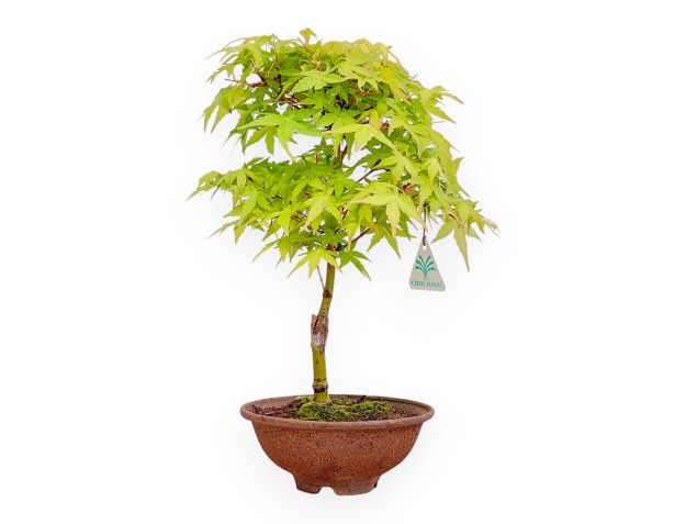 34 cm P. Katsura maple bonsai tree | Round stoneware pot