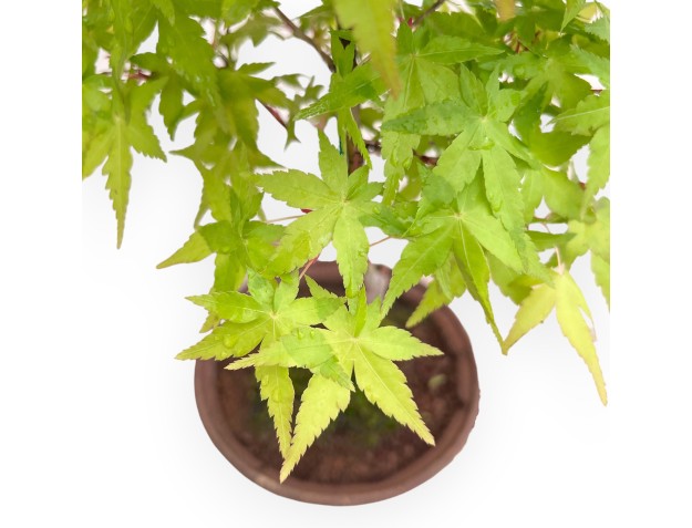 Bonzaï érable Katsura 34 cm P. | Pot rond en grès 2