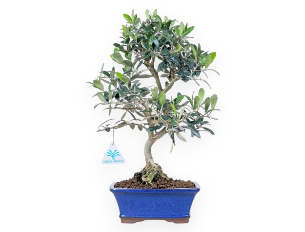 Bonsai von Olea von 42 cm | Blau rechteckig Topf