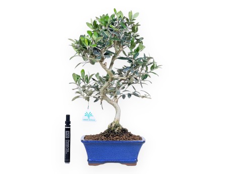Bonsaï de Olea de 42 cm | Pot rectangulaire bleu