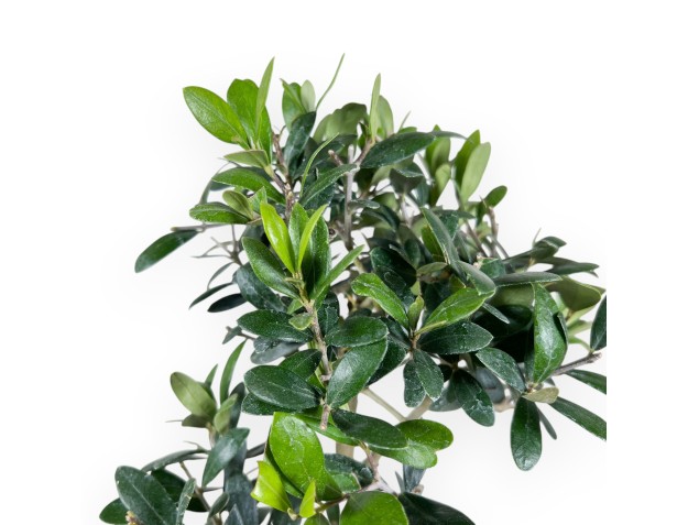 Bonsai von Olea von 42 cm | Blau rechteckig Topf 2