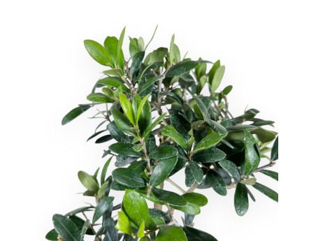 Bonsai van Olea van 42 cm | Blauw rechthoekig pot