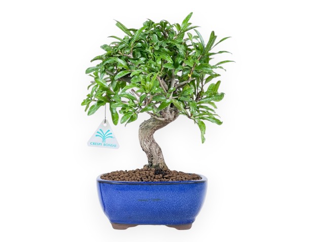 Bonsai di Melograno da 30 cm | Vaso ovale blu