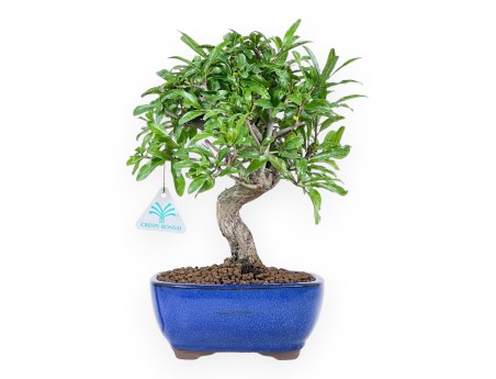 Bonsai of pomegranate of 30 cm | Oval blue pot