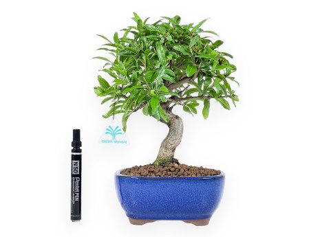 Bonsaï de grenadier de 30 cm | Pot ovale bleu