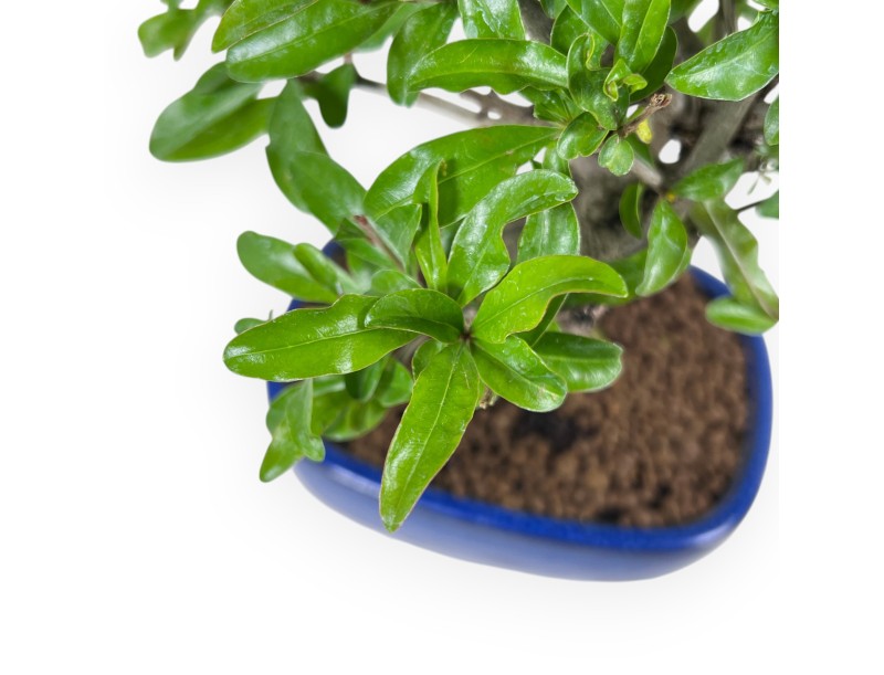 Bonsai di Melograno da 30 cm | Vaso ovale blu