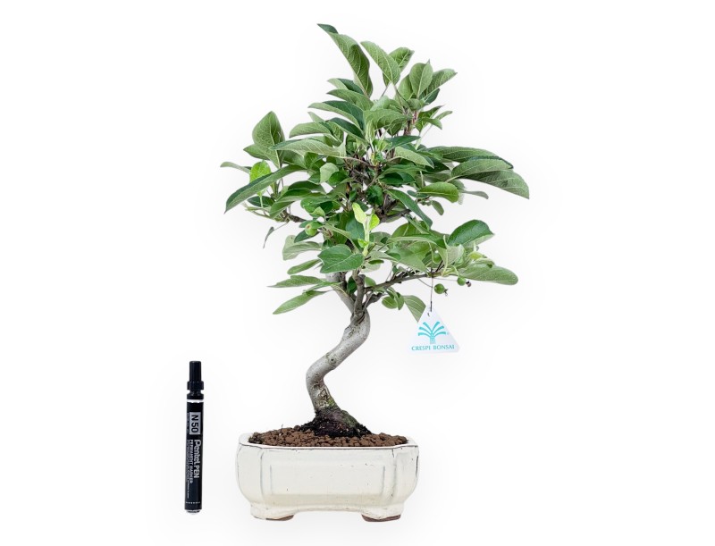 Bonsái de manzano de 42 cm | Maceta rectangular crema