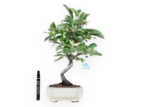 Bonsai di melo da 42 cm | Vaso rettangolare crema