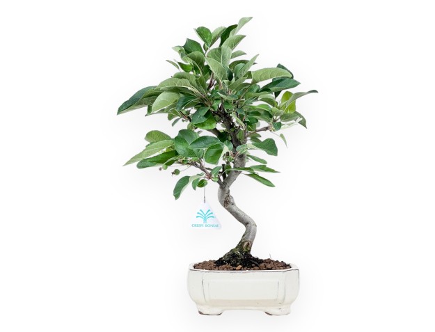 Bonsai of Apple tree of 42 cm | Rectangular cream pot