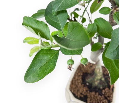 Bonsai van Appelboom van 42 cm | Crème rechthoekige pot
