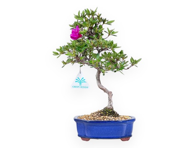 Bonsai di Azalea da 32 cm | Vaso a nuvola crema