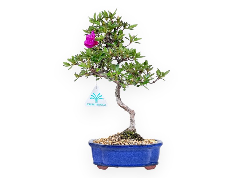 Bonsai di Azalea da 32 cm | Vaso a nuvola crema