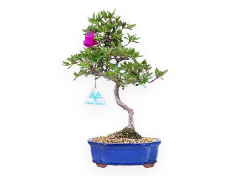 Bonsai di Azalea da 32 cm | Vaso a nuvola crema