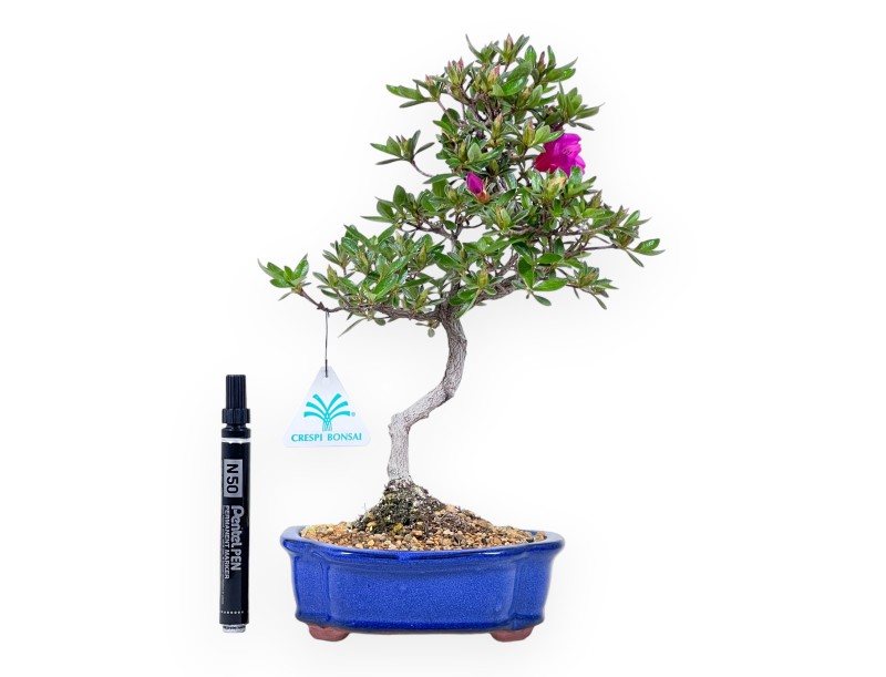 Bonsai di Azalea da 32 cm | Vaso a nuvola crema