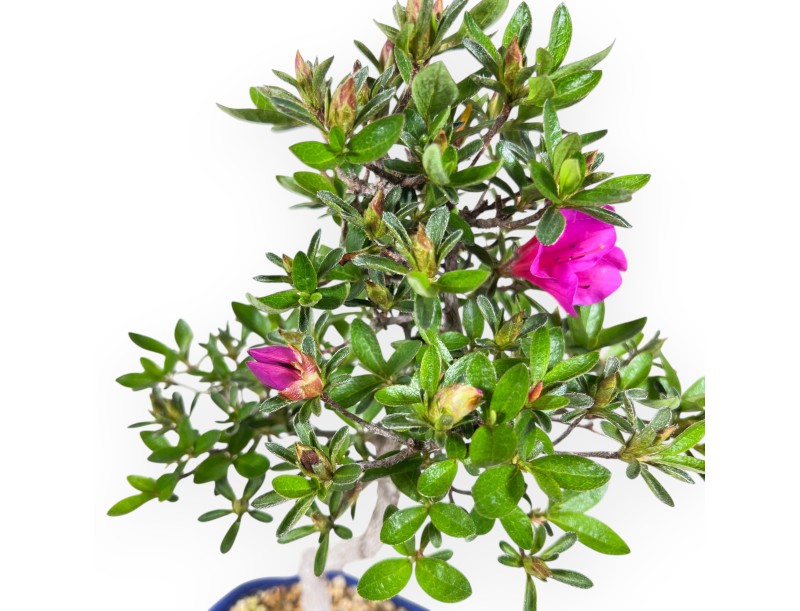 Bonsai di Azalea da 32 cm | Vaso a nuvola crema