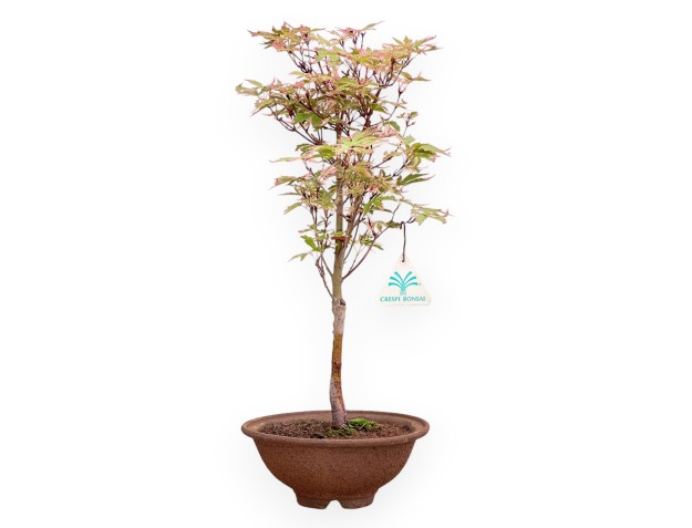Arce palm. Kotonomai bonsái 40 cm | Maceta redonda de gres