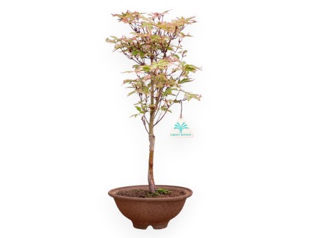 Maple palm. Kotonomai bonsai 40 cm | Round stoneware pot