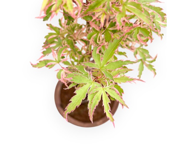 Bonsai di acero palm. Kotonomai da 40 cm | Vaso tondo in grés 2