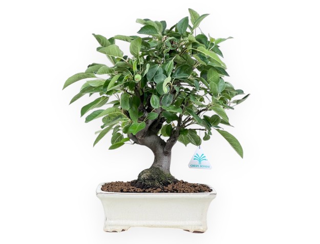 Bonsái de manzano de 40 cm | Maceta rectangular crema