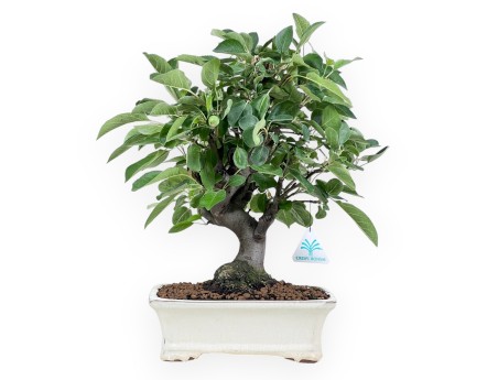 Bonsai von Apfelbaum von 40 cm | Rechteckiger creme Topf