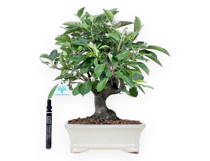 Bonsai of Apple tree of 40 cm | Rectangular cream pot