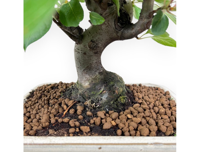 Bonsai van Appelboom van 40 cm | Crème rechthoekige pot