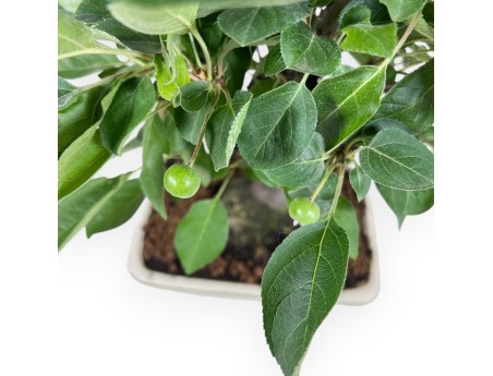 Bonsaï de pommier de 40 cm | Pot rectangulaire crème
