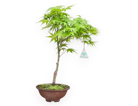 Erable palm. Aoyagi bonsai de 41 cm | Pot rond en grès