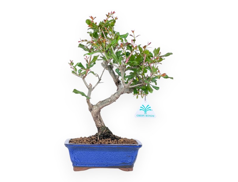 Bonsai von granatapfel von 33 cm | Rechteckig blau Topf