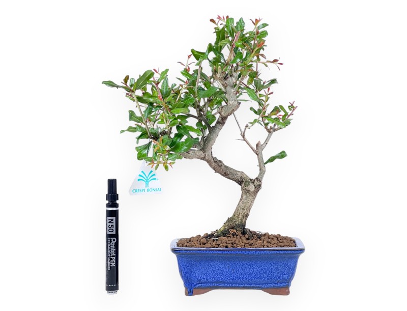 Bonsai of pomegranate of 33 cm | Rectangular blue pot