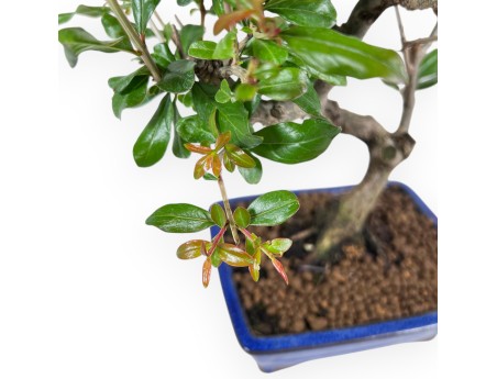 Bonsái de granado de 33 cm | Maceta rectangular azul