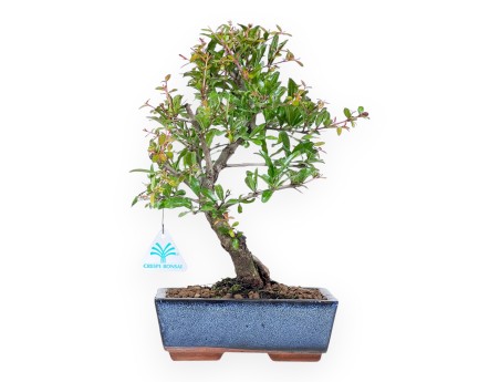 Bonsai di Melograno da 34 cm | Vaso rettangolare blu