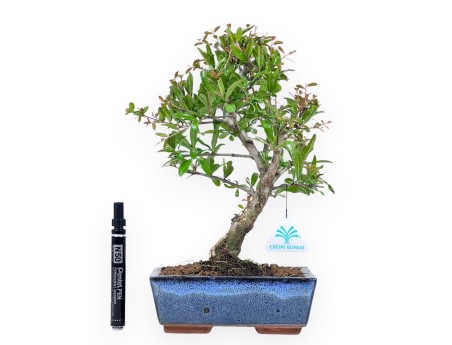 Bonsai van granaatappel van 34 cm | Rechthoekig blauw pot