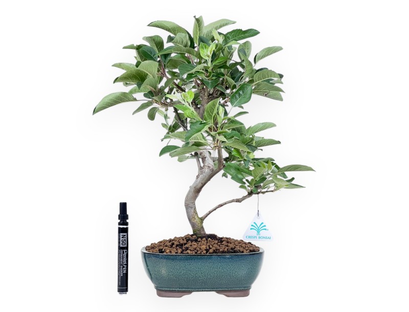 Bonsai di melo da 41 cm | Vaso ovale verde