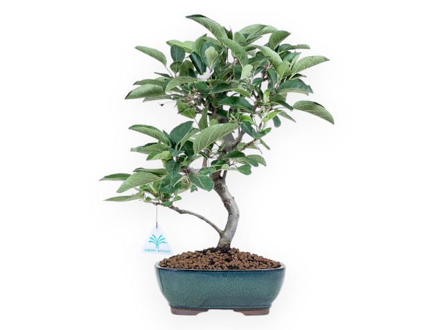 Bonsái de manzano de 41 cm | Maceta oval verde