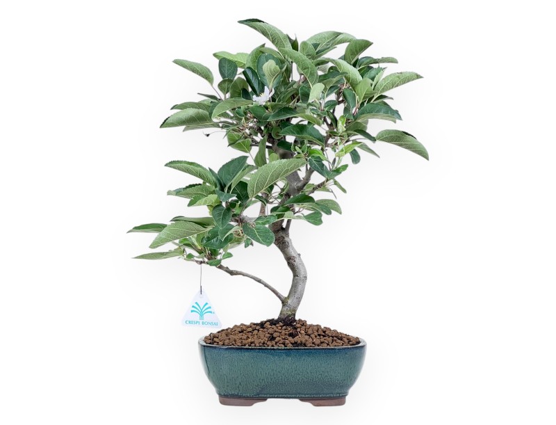 Bonsai di melo da 41 cm | Vaso ovale verde