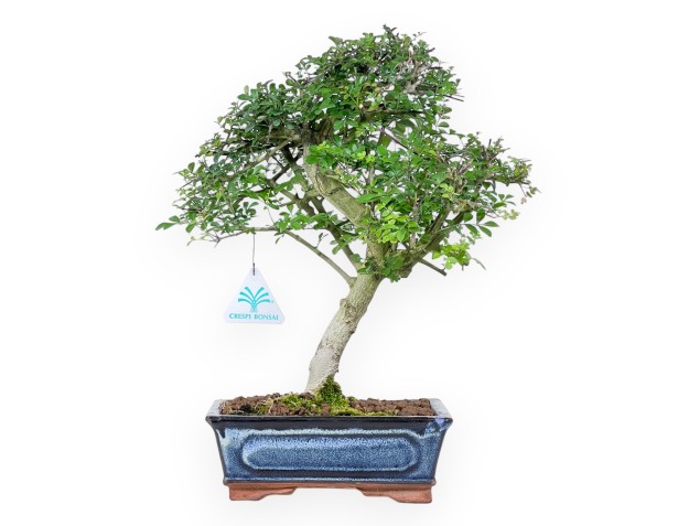 Bonsai von esche von 36 cm | Rechteckig blau Topf