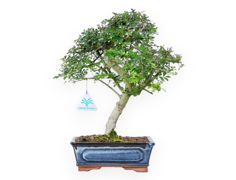 Bonsai von esche von 36 cm | Rechteckig blau Topf