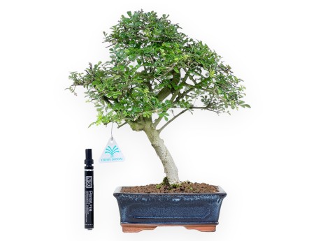 Bonsai von esche von 36 cm | Rechteckig blau Topf