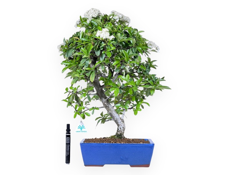 Bonsai von Pyracantha von 53 cm | Rechteckig blau Topf