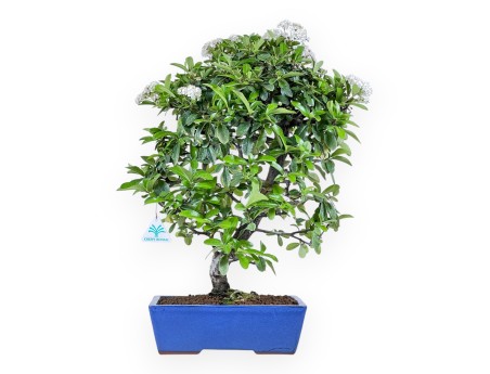 Bonsai von Pyracantha von 53 cm | Rechteckig blau Topf