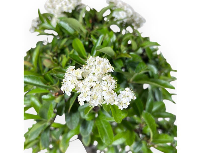 Bonsai von Pyracantha von 53 cm | Rechteckig blau Topf