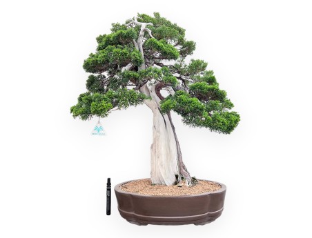 Bonsai von Wacholder von 77 cm | Wolke Steingut Topf