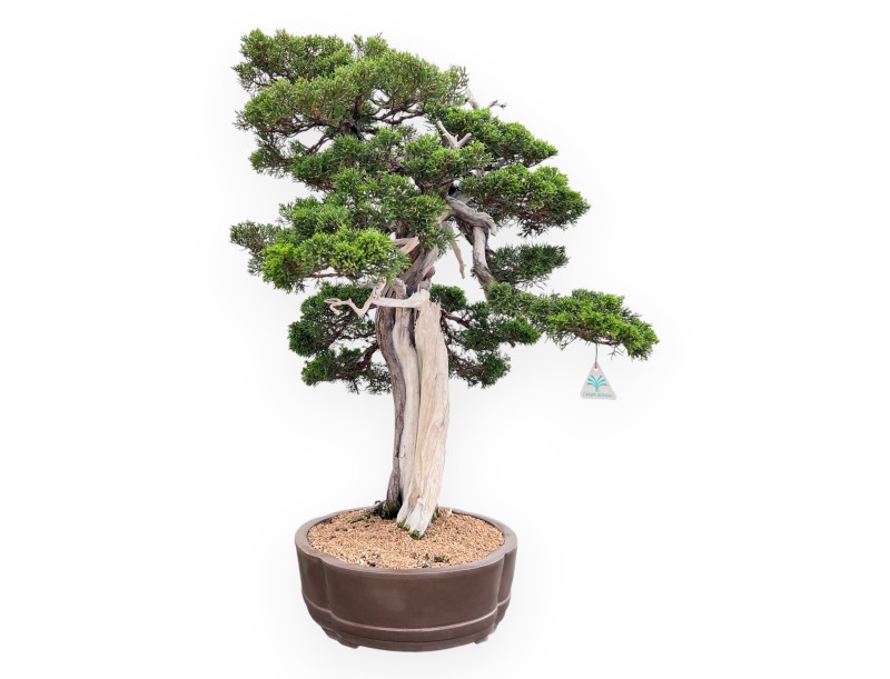 Bonsai von Wacholder von 77 cm | Wolke Steingut Topf