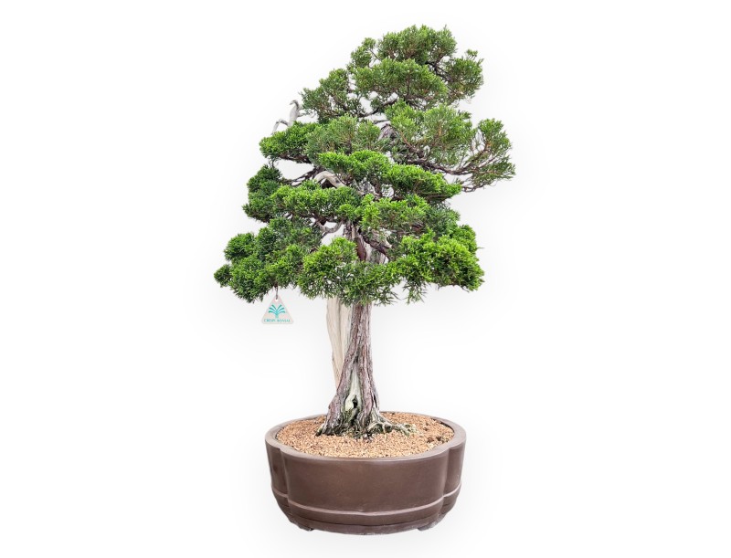 Bonsaï de genévrier de 77 cm | Pot à nuage en grès