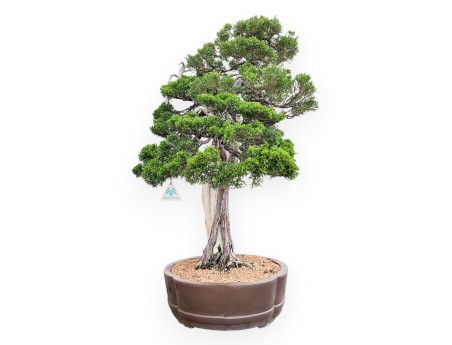 Bonsái de enebro de 77 cm | Maceta nube de gres