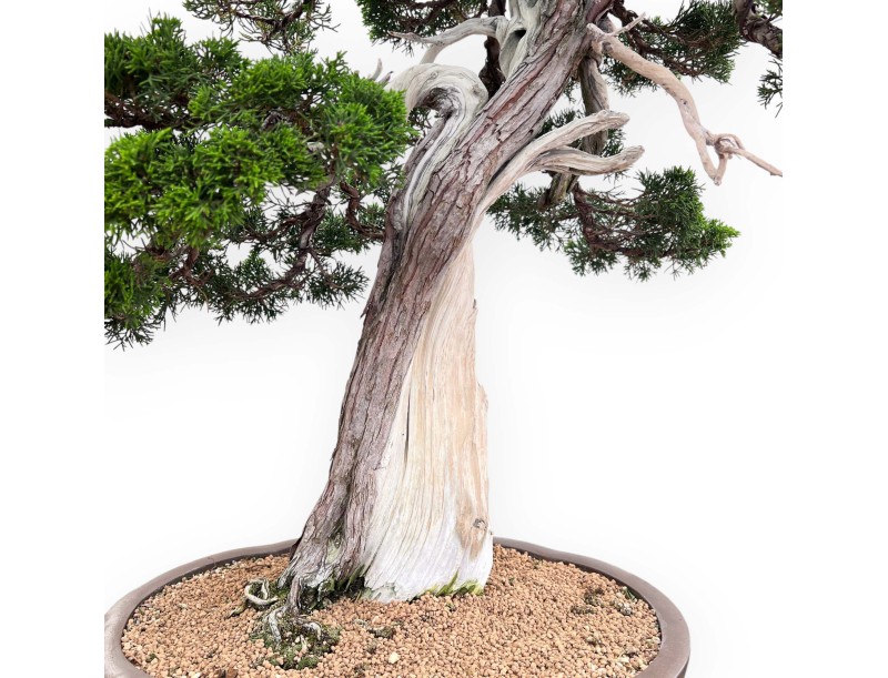 Bonsai von Wacholder von 77 cm | Wolke Steingut Topf